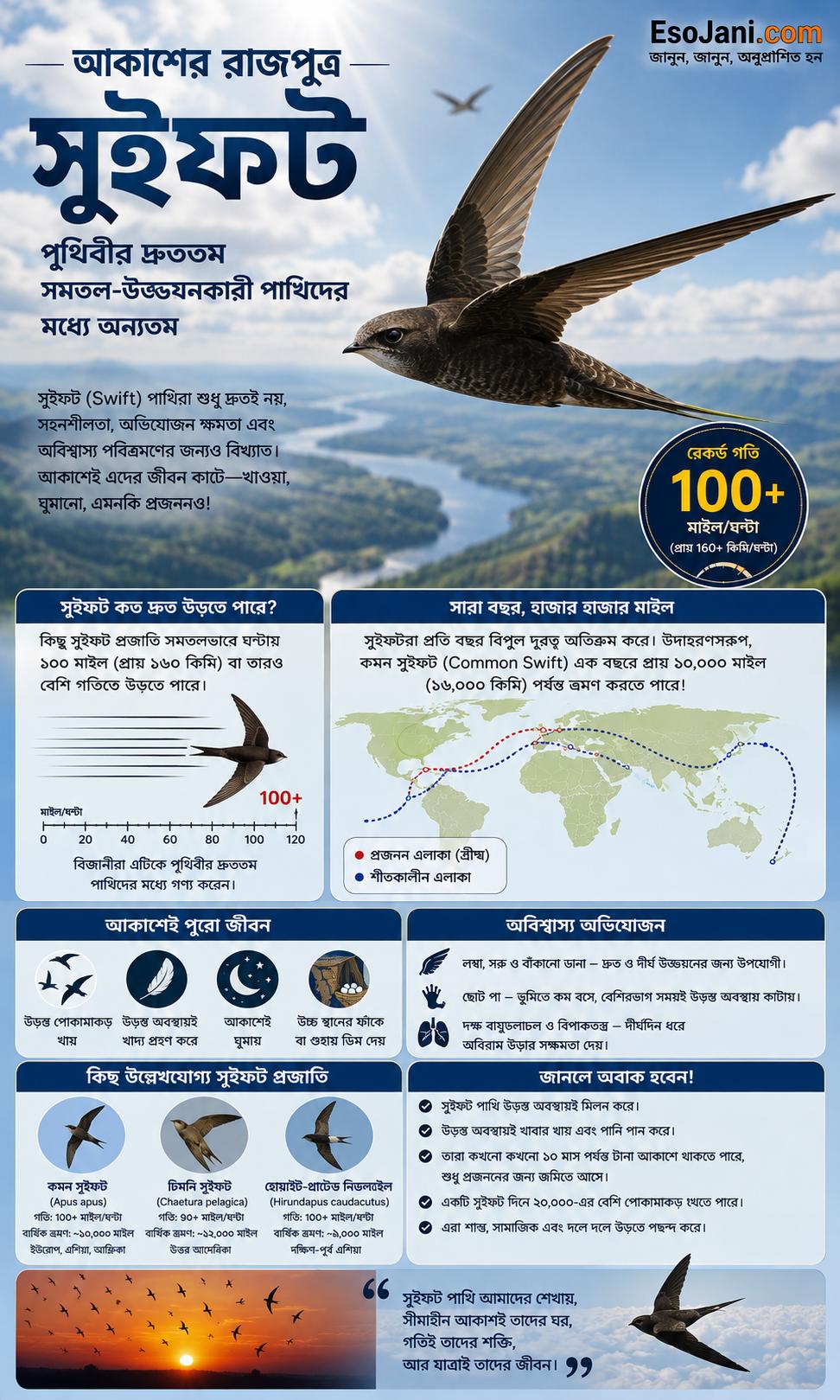 সুইফট পৃথিবীর দ্রুততম সমতল-উড্ডয়নকারী পাখিদের মধ্যে অন্যতম; কিছু প্রজাতি ঘণ্টায় ১০০ মাইলেরও বেশি গতিতে উড়তে পারে এবং বছরে বিপুল দূরত্ব অতিক্রম করে।